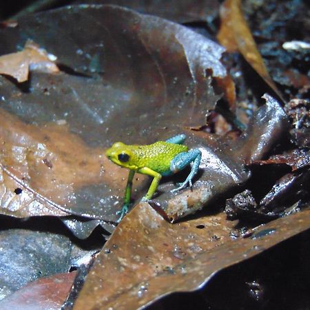 Hacienda Mil Bellezas - Private 40Ha Jungle Reserve Quepos Kültér fotó