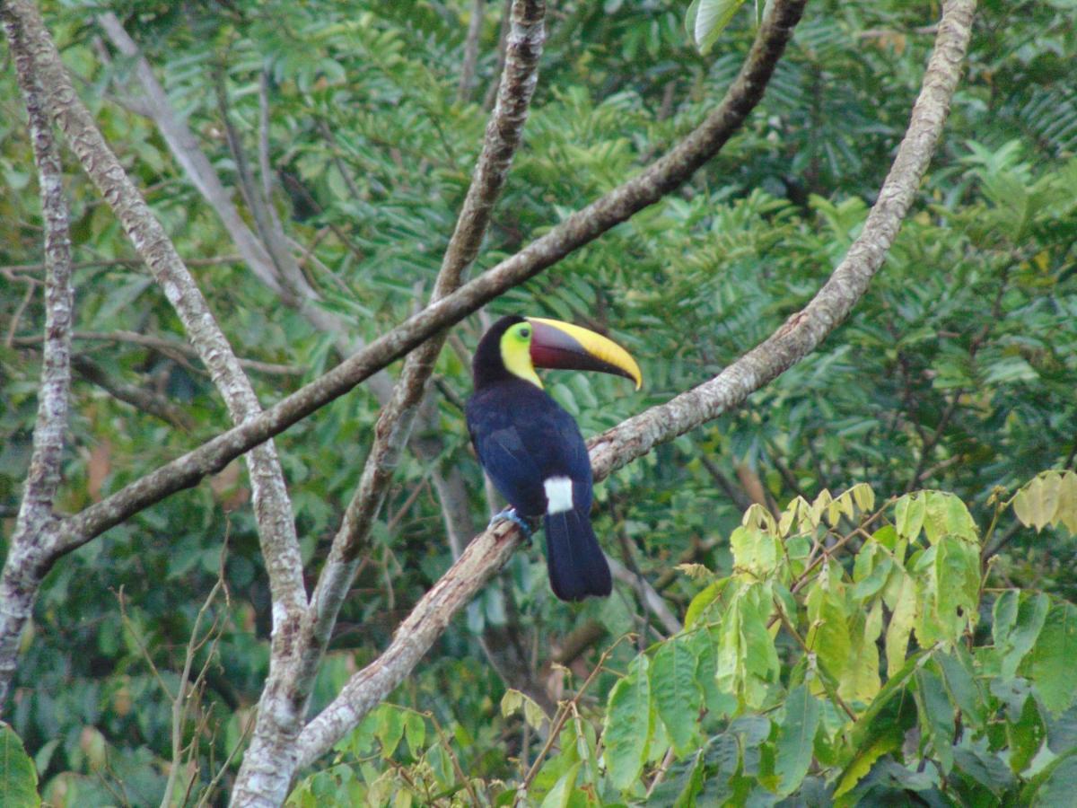 Hacienda Mil Bellezas - Private 40Ha Jungle Reserve Quepos Kültér fotó