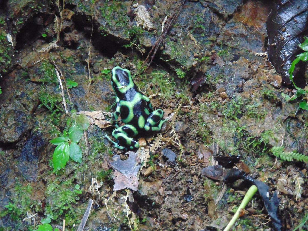 Hacienda Mil Bellezas - Private 40Ha Jungle Reserve Quepos Kültér fotó