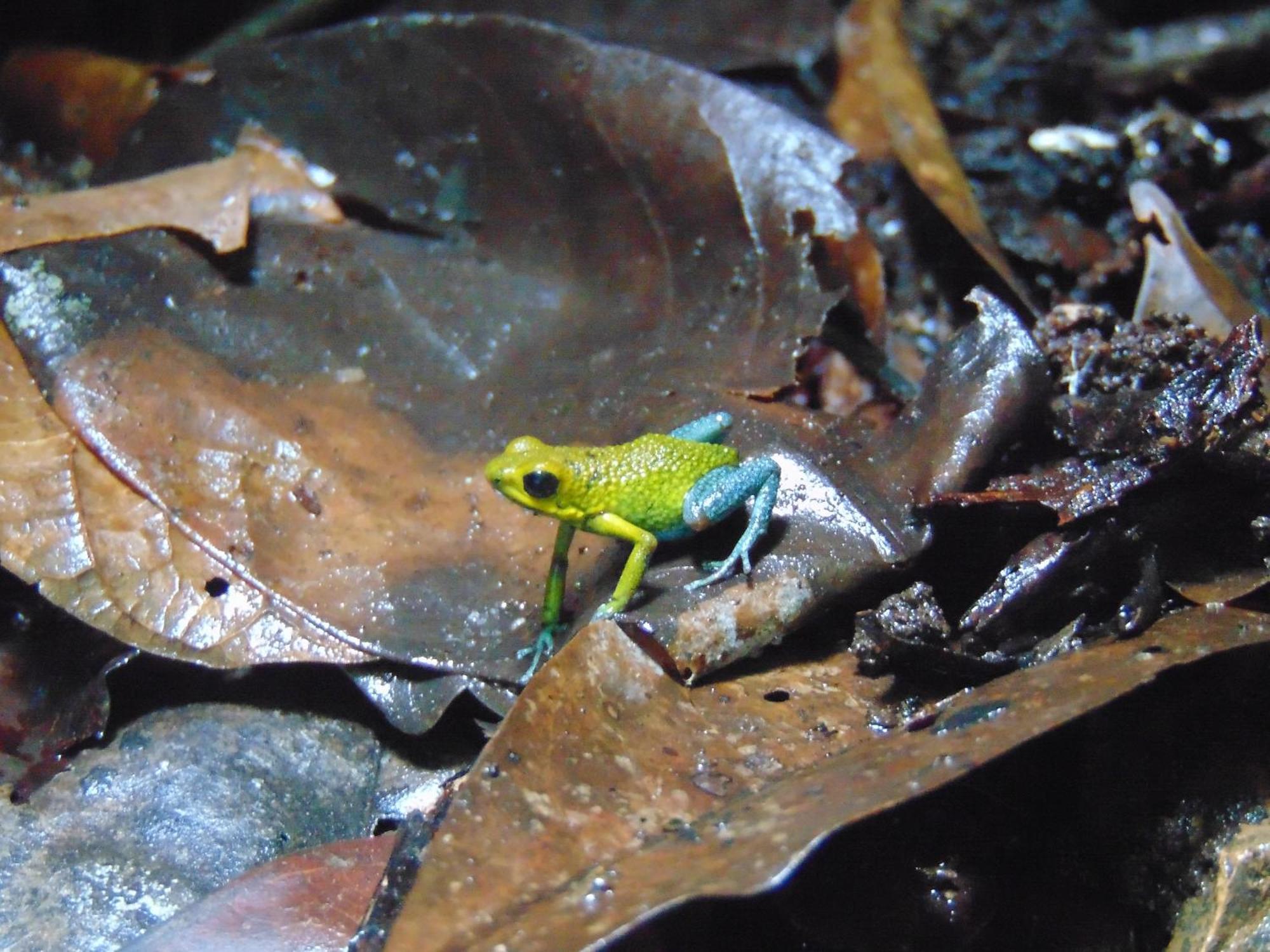 Hacienda Mil Bellezas - Private 40Ha Jungle Reserve Quepos Kültér fotó
