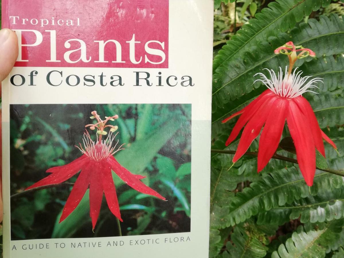Hacienda Mil Bellezas - Private 40Ha Jungle Reserve Quepos Kültér fotó